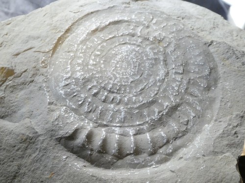 Large ammonite fossil - ammonite,