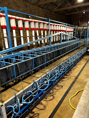 Sheep goat milking - milking, parlour