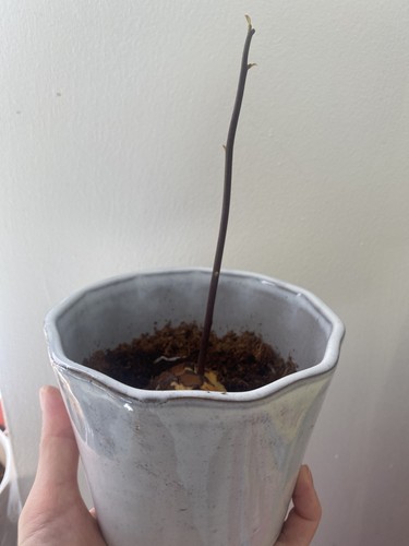 Avocado plant with - avocado, indoor