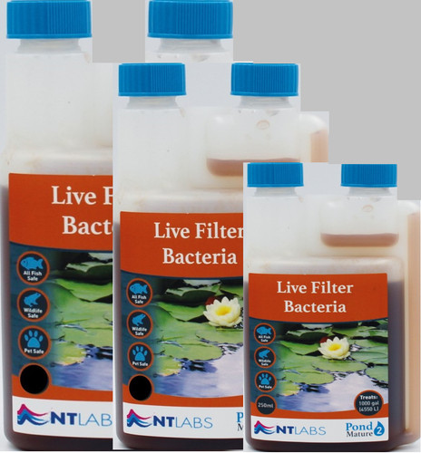 Labs pond mature - pond, live