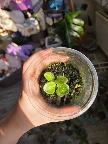 Rare variagted african - 🌸rare🌸,