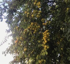 Heritage yellow Gage Plum Fruit Tree 3’ Bare Root Tree Oullin type