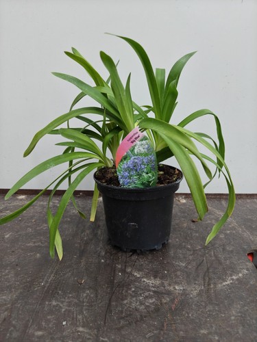 Agapanthus big blue - 2l, blue'
