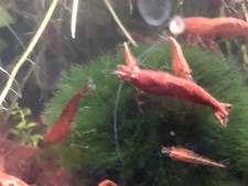 Sakura red shrimp, red sherry neocaridina live freshwater (Set of 20)