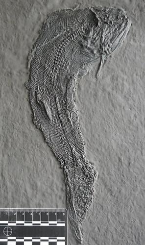 Large fossil fish from the - a,