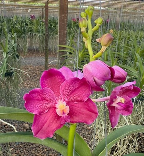 Rare vanda raspberry - rare,