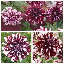 Dahlia Dinnerplate Tartan