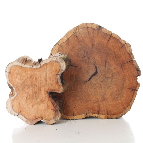 Yew tree slices - tree,