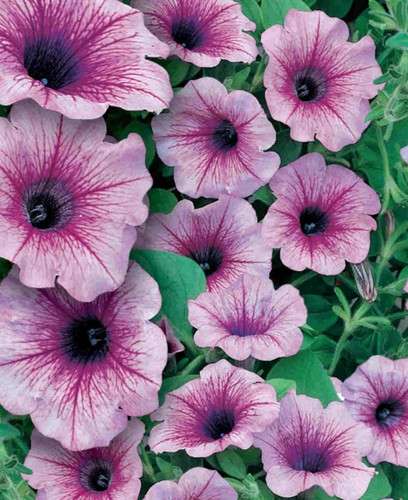 Trailing petunia surfinia - petunia,