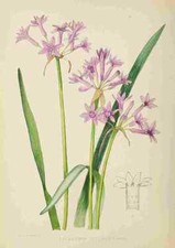 A4 Photo Lansdell KA 1921 Tulbaghia Violacea Print Poster