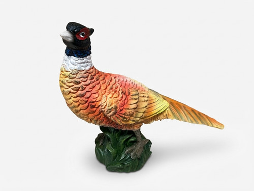 Colourful pheasant bird animal - pheasant,