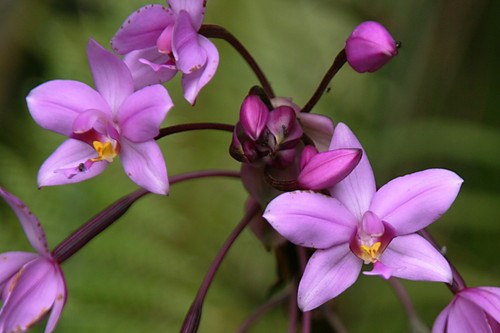 Philippine ground orchid - philippine,