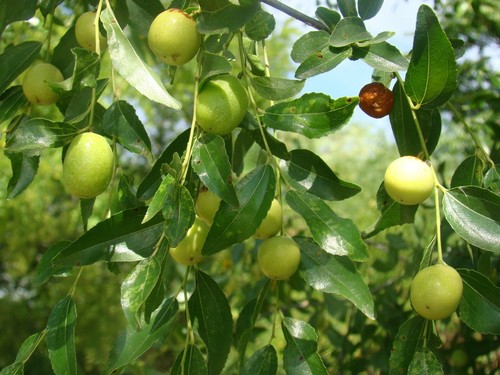 Ziziphus jujuba chinese - ziziphus,