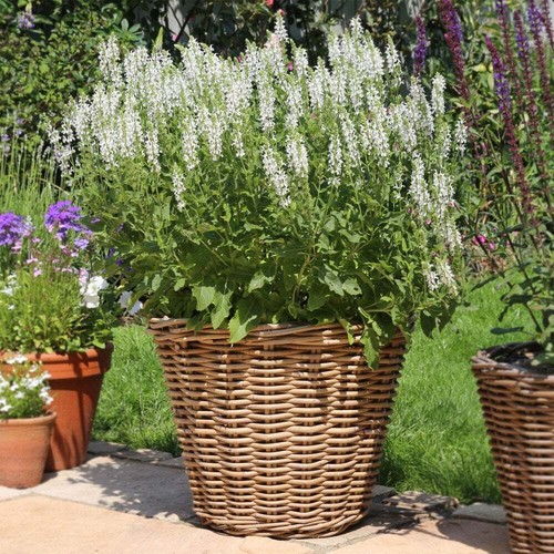 Grey buff round - buff, rattan