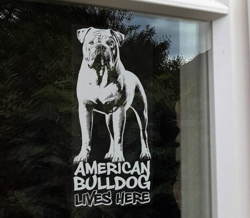 American bulldog lives - american,