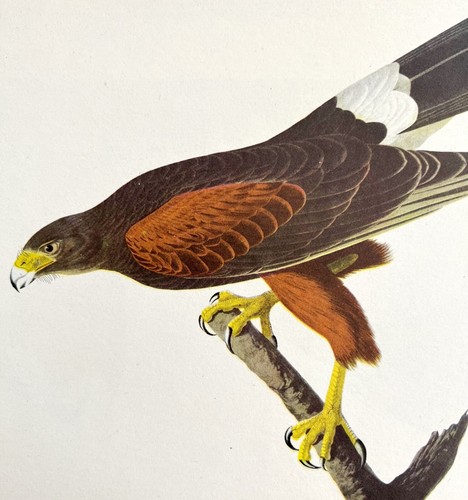Harris hawk bird print 1946 - harris's,