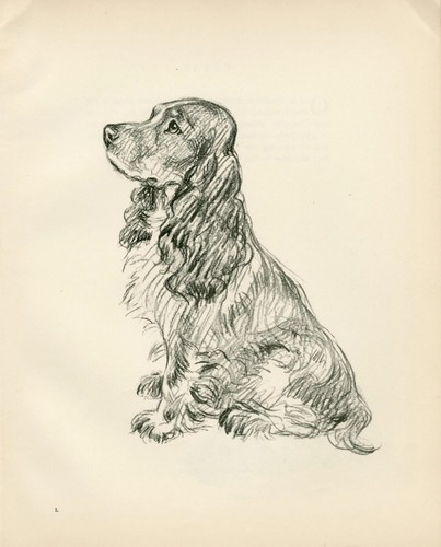 Cocker spaniel vintage 1936 - vintage,