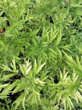 XLg 5lit Sambucus GOLDEN TOWER Shrub Tree Yellow Leaves Elderberry Berries