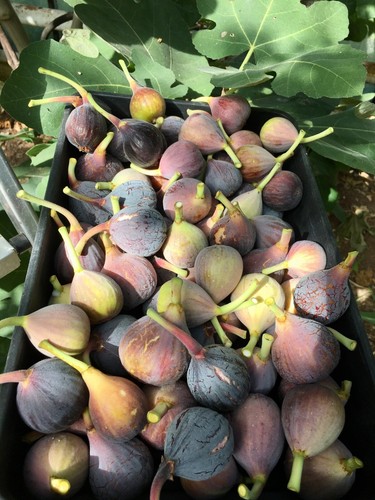 Fig rouge bordeaux 11cm - fig 'rouge, bordeaux',