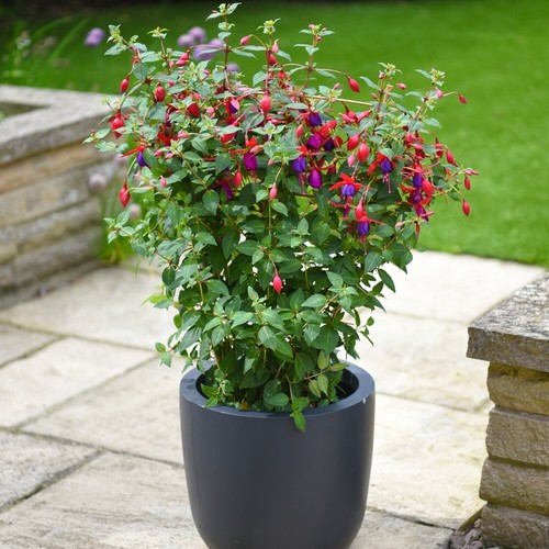 Fuchsia angela flower - t&m,
