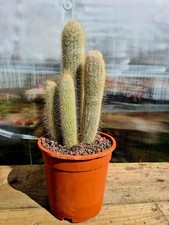 Austrocephalocereus dybowskii