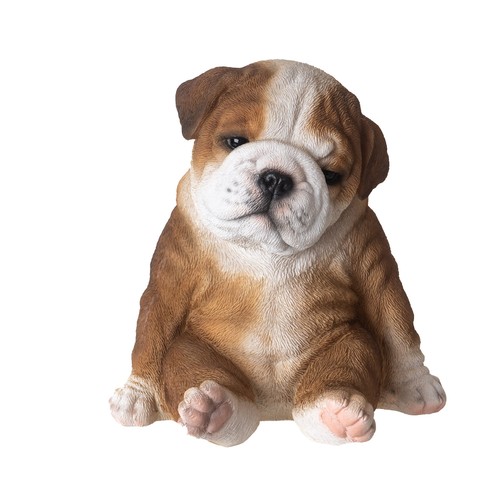 Sitting bulldog puppy - sitting,