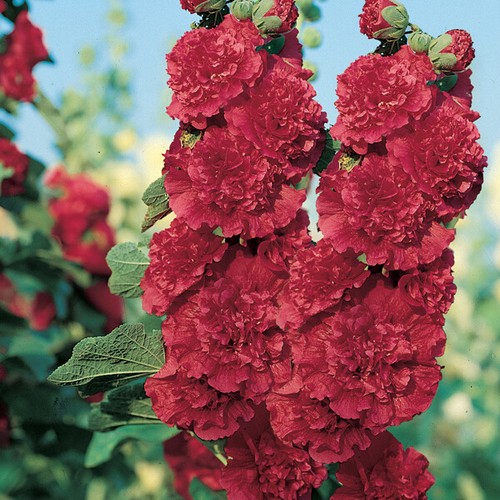Hollyhock chaters scarlet red - chaters,