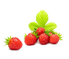 50 Mini Alpine Strawberry