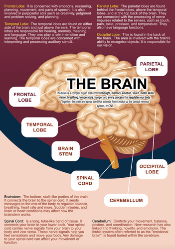 Educational brain anatomy - educational,