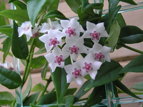 Hoya bella well rooted - hoya,
