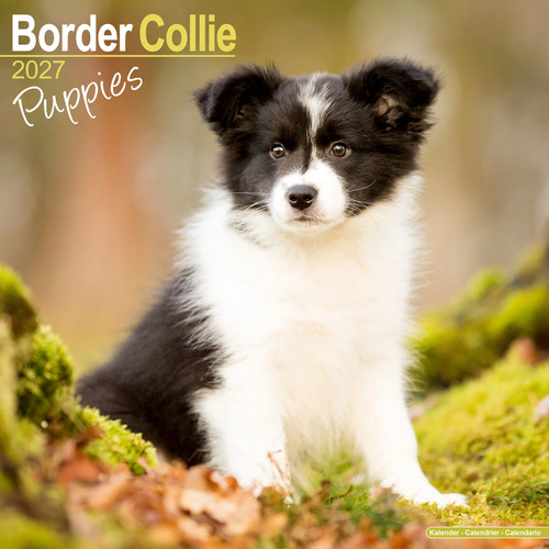 Border collie puppies - border,