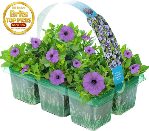 Petunia surfinia heavenly blue - petunia,