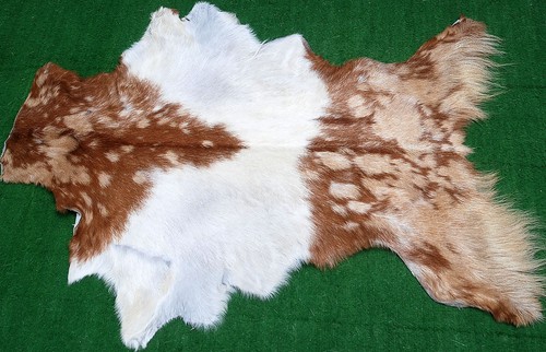 New goat hide - on, area