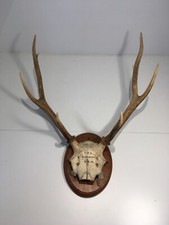 Vintage Scottish Deer Antlers Wall Mounted