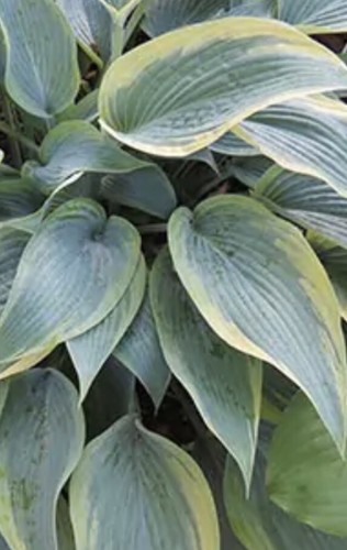 Hosta mourning dove - hosta,
