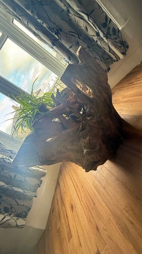 Tree root this - tree, something