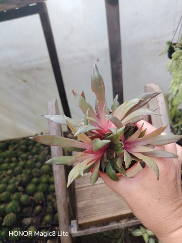 Crassula orbicularis plant