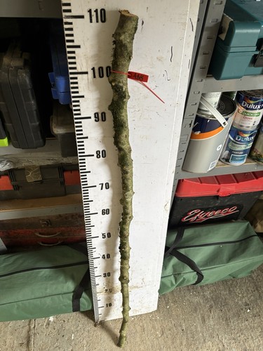 Apple walking stick shank lot - apple,