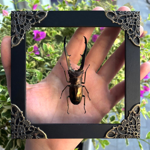 Preserved stag beetle specimen - stag,