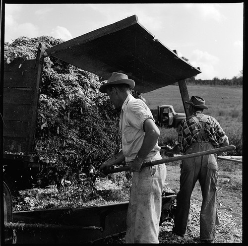 1960s photo negative two - photo,