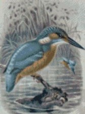 Kingfisher 2 Complete Counted
