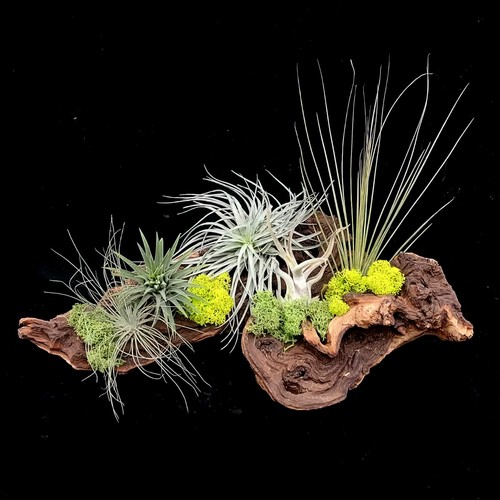 Large air plant kit tillandsia - large,