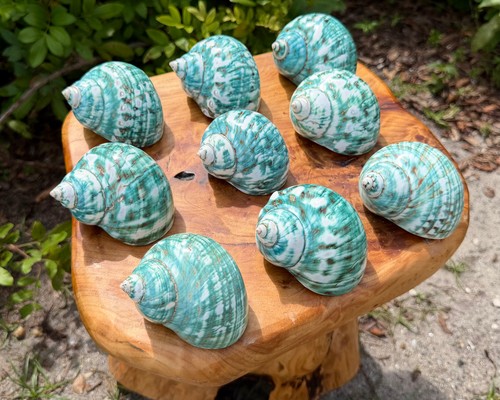 Large polished jade turbo - large,