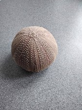 Sea urchin shell, good