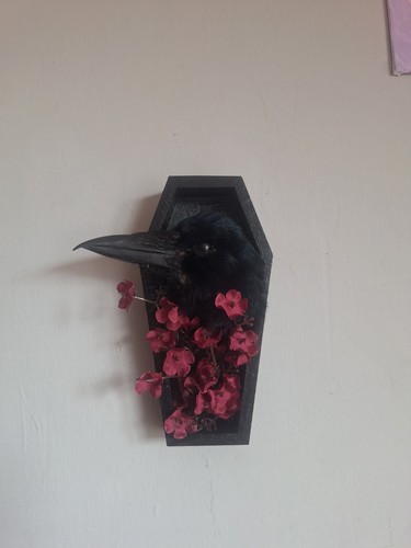 Taxidermy crow head - crow, in