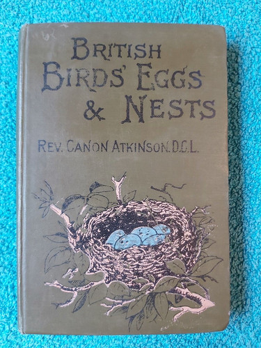British birds eggs - eggs, nests