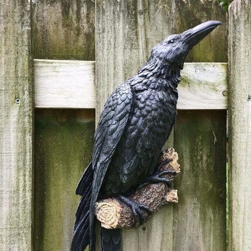 Black standing crows - black, perch