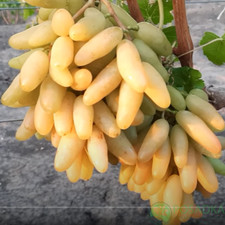 Bananchik pink  grape- 2 cuttings ,imported/Ukraine- no roots- easy to root