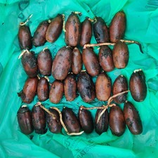 30x Germinated Sprouted