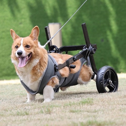 Dog wheelchair for back legs - wheelchair,